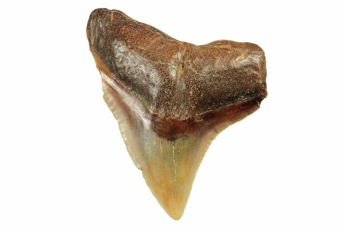 Fossil Bull Shark Tooth (Carcharhinus) - Angola #259482